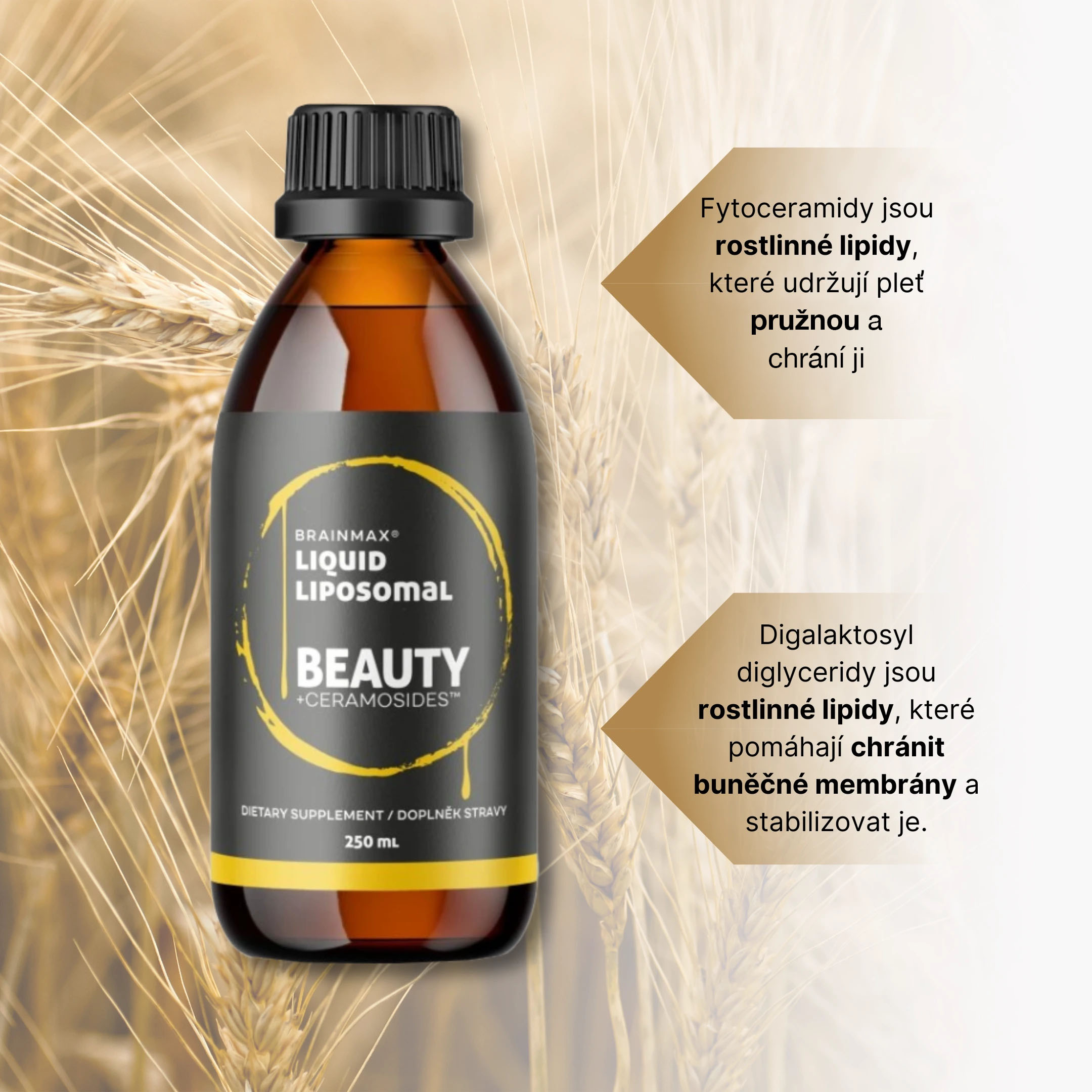 beauty ceramides infografika